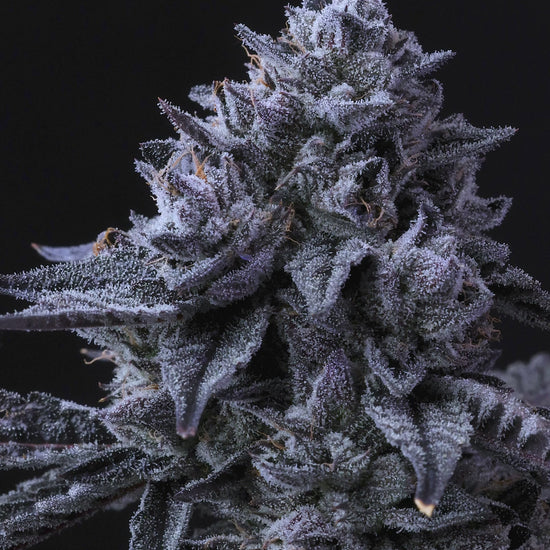 Apple Fritter – Lumpy’s Cut: A Unique Hybrid Cannabis Strain with Fruity Flavors