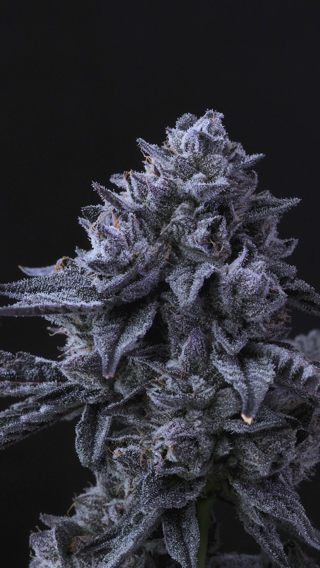 Apple Fritter – Lumpy’s Cut: A Unique Hybrid Cannabis Strain with Fruity Flavors