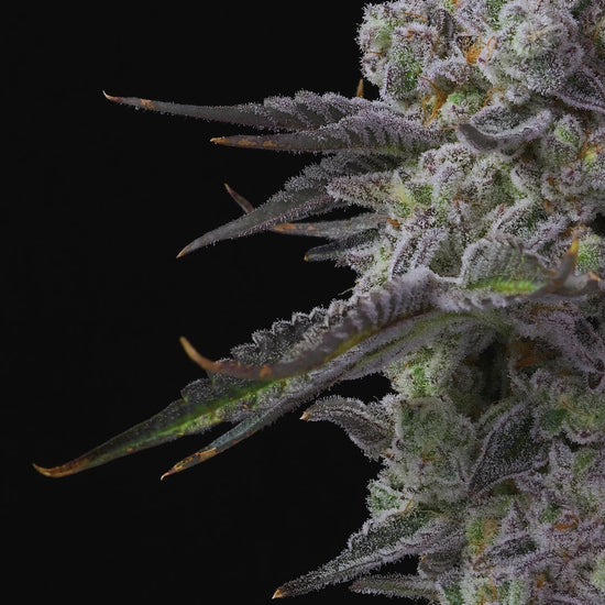 Apple Fritter – Lumpy’s Cut: A Unique Hybrid Cannabis Strain with Fruity Flavors