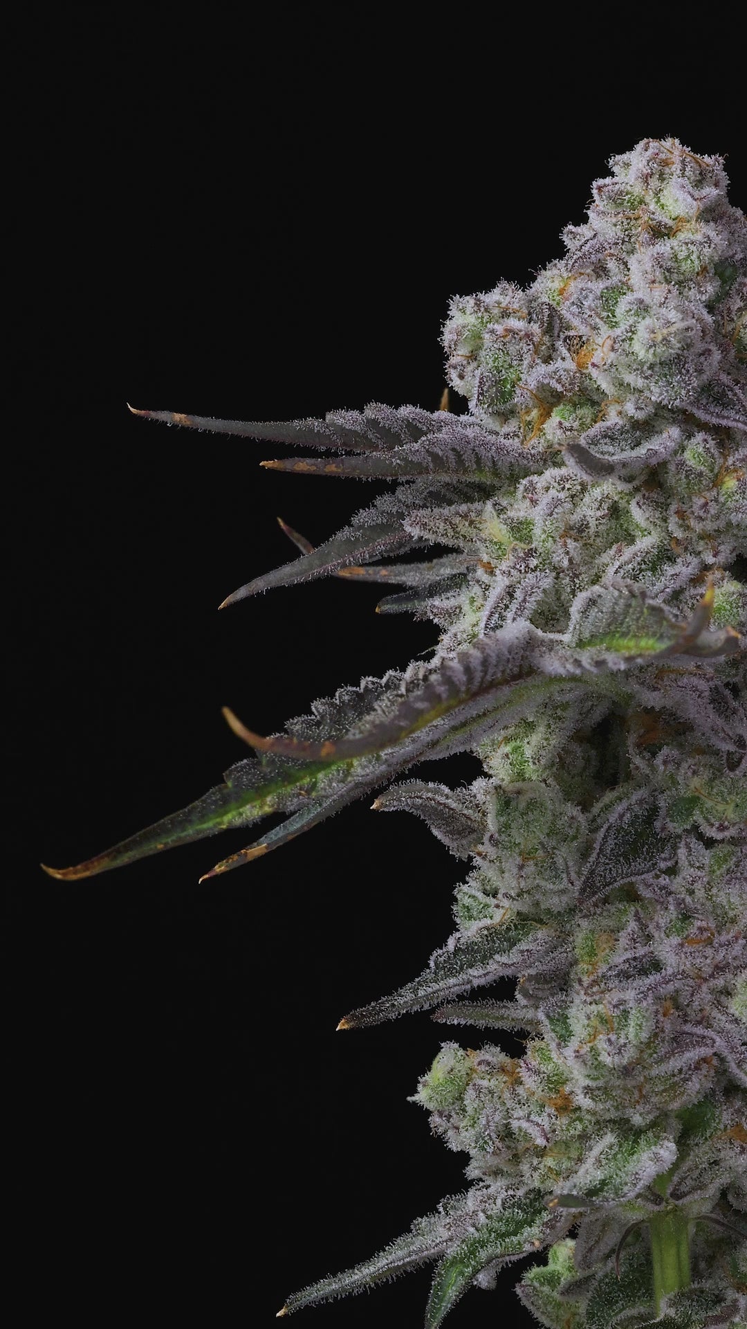 Apple Fritter – Lumpy’s Cut: A Unique Hybrid Cannabis Strain with Fruity Flavors